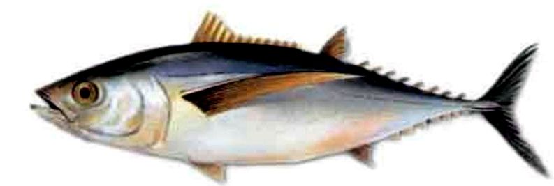 Thunnus alalunga_03.jpg